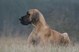 DOGUE ALLEMAND 695